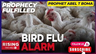 THE CURE TO BIRD FLU(The H5N1 avian influenza, bird flu) PROPHECY FULLFIED PROPHET ABEL T BOMA