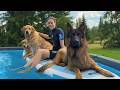 German Shepherd Learns to SWIM with Help from Golden Retriever Friend!