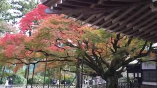 雷山観音千如寺の紅葉