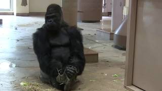 シャバーニ家族 445 Shabani family gorilla