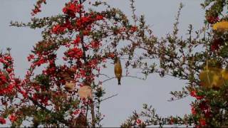 野鳥：カワラヒワがピラカンサの実を