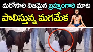 మరోసారి నిజమైన బ్రహ్మంగారి కాలజ్ఞానం పాలిస్తున్న మగమేక  చూసేందుకు తరలి వస్తున్న జనంMiracles In India