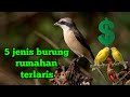 HARGA BURUNG RUMAHAN | PALING BANYAK DIMINATI