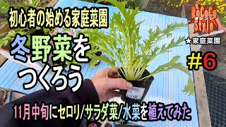 ★初心者の始める家庭菜園 店で売ってる苗なら11月中旬でも育つのか「冬野菜をつくろう#6」Will seedlings grow in mid-November?