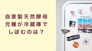 【自家製天然酵母】元種が冷蔵庫でしぼむのは大丈夫か　フルーツ酵母　自家製天然酵母　パン教室　教室開業　大阪　奈良　東京　名古屋　オンライン講座