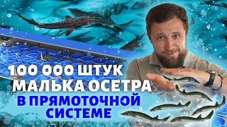 Как с помощью МАЛЬКОВОГО ЦЕХА построить УСПЕШНЫЙ БИЗНЕС? | Обзор ПРЯМОТОЧНОЙ системы в Мансурово