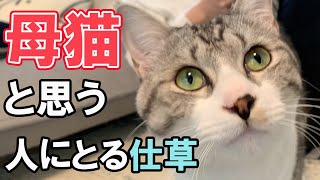 母猫と思う人にとる仕草！猫は飼い主さんを母親だと思っている行動とは？【保護猫】