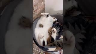 猫の死んだふり：動かない猫に隠された真実 #ねこ