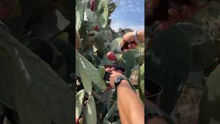 Unlocking nature's desert treat: How to prepare a cactus fruit 🌵🍉 #Tutorial. #ca