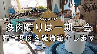 [Vlog732] [Succulents] Succulent hunting is a once in a lifetime experience 💎 I will introduce th...