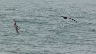 野鳥撮影・ クロアシアホウドリ　Black-footed albatross