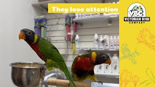 Green - Naped Lorikeets and Blue Fronted Rainbow Lorikeets | Victorian Bird Co