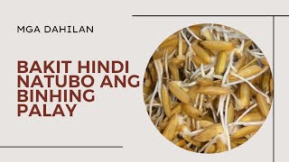 BAKIT HINDI NATUBO ANG BINHI?