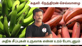 banana high yield fertilizers -அதிக சீப்புகள் அதிக காய்கள் -இந்த உரம் போட்டா போதுமா?