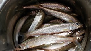 Smelt Fishing on the Rez of Eskasoni with my Family 🎣