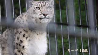 2021/06 18歳ユキヒョウ リーベ 匂い付け  in  浜松市動物園  18 year old Snow Leopard