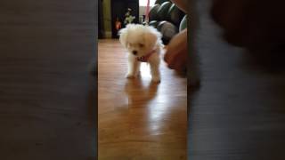 Tiny Puppy Learns Tricks