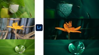 Lightroom Photo Editing Tutorial l Macro photography l Shorts Video