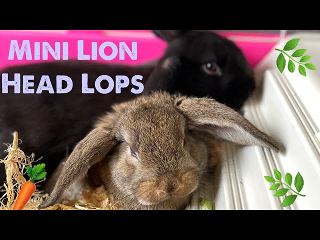 Mini Lion Lop Bunny