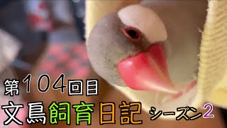 文鳥飼育日記シーズン2第104回目