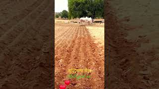 बुद्धिमान बैल ।Intelligent ox ।budhhiman bail #farm plow by ox #farm #bull #intelligent ox plough