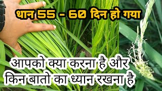 धान को 55 दिन बाद किस बीमारियों से बचाना चाहिए | paddy after 55 days management | paddy crop