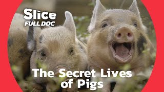 Piglets \u0026 Happiness: From Birth, to Pets, to Wilderness | FULL DOC