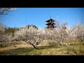 2017.3 備中国分寺 岡山県総社市