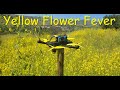 Phi FPV - #49 - Yellow Flower Fever