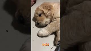 සද්ද කරන්න එපා කොල්ලා නිදියන්න යන්නේ  🥰🥰🥰 #shots #shorts #short #dog #puppy #doglover #pupppy