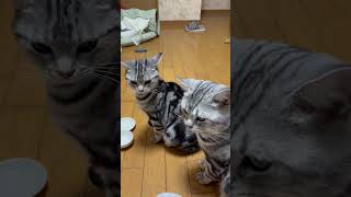 臭い嗅ぎたい猫。#アメショ#アメリカンショートヘア#cat#cats#猫のいる暮らし#猫のいる生活