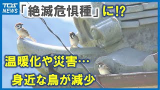 スズメやツバメなど「絶滅危惧種」のペースで減少？環境省の生態系調査で判明　私たちの生活への影響は