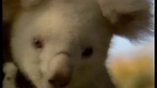 Cute Baby Albino Koala on Johnny Carson's Tonight Show, Apr 1986, Part 1