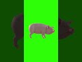 3D Pigs Green Screen For Editing For Free