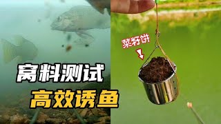 菜籽餅打窩釣魚真的有那麽厲害嗎？水下試驗揭露真相，結果很明顯