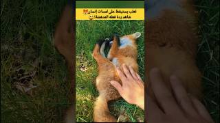 ردة فعل الثعلب عندما يستيقظ على لمسات انسان!! 😄🦊