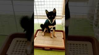 【豆柴】可愛いあくびの決定的瞬間part2 #柴犬 #豆柴 #子犬 #あくび