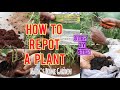 Repot a plant yourself|Step by step video|1000 subscribers|Plant care video മലയാളം|Most Requested 🚨