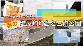 【エヴリィバン】でいわき市三崎公園のめちゃくちゃきれいな桜を見に行く！