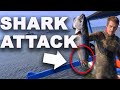 how a shark stole half my fish (spearfishing dogtooth tuna)