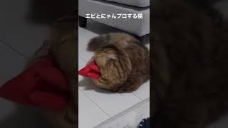 エビとにゃんプロする猫 #ミヌエット #レオ #猫 #けりけり#けりぐるみ