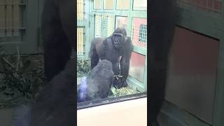 兄ゲンタロウを観察する弟キンタロウ Kintaro is observing his older brother Gentaro 2023.03.14 #ゴリラ #gorilla #京都市動物園