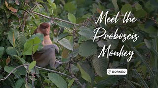 Meet the Proboscis Monkey