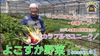 【よこすか野菜魅力発信動画】season 3-2カラフルでユニーク！よこすか野菜～スイスチャード・ビーツ・各種ハーブ～