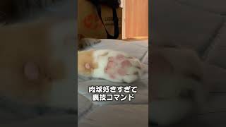 猫のうた「肉球好きすぎて裏技コマンド。」