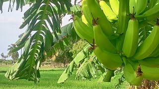 வாழை முழுவதும் குலத்து நீரில் மூழ்கியபடி🌴😕 இரண்டு லோடு மாட்டுசானி தண்ணில போட்டு#shorts#tree#viral