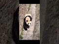 大熊猫小奇迹整话翻筋斗。panda xiao qiji playing. panda 판다 cute 大熊猫 animals 大熊猫小奇迹 xiao qiji cutepanda