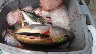 LOTS of Yellowfin Tuna (Trolling Oregon Inlet)