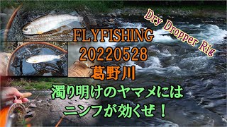 FLYFISHING 20220528 葛野川【濁り明けのヤマメにはニンフが効くぜ！】フライフィッシング釣行記