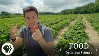 FOOD - DELICIOUS SCIENCE | Sneaky Strawberries | Clip | PBS Food